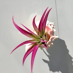 Hanging Air Plant Tillandsia in Pink Murex Seashell - Live Plant Decor - Image 3