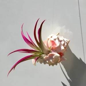 Hanging Air Plant Tillandsia in Pink Murex Seashell - Live Plant Decor - Image 4