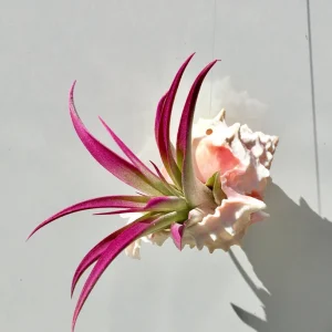 Hanging Air Plant Tillandsia in Pink Murex Seashell - Live Plant Decor - Image 1