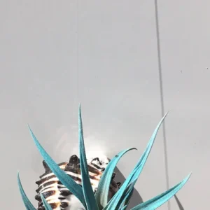 Hanging Air Plant Tillandsia Live Plant in Black Murex Shell – Indoor Decor - Image 2