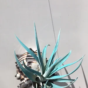 Hanging Air Plant Tillandsia Live Plant in Black Murex Shell – Indoor Decor - Image 3