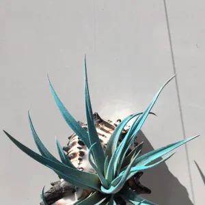 Hanging Air Plant Tillandsia Live Plant in Black Murex Shell – Indoor Decor - Image 4