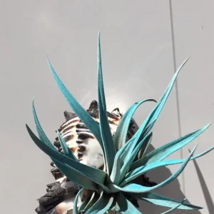 Hanging Air Plant Tillandsia Live Plant in Black Murex Shell – Indoor Decor - Image 5