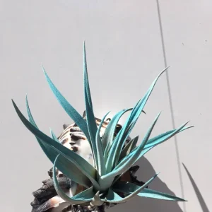 Hanging Air Plant Tillandsia Live Plant in Black Murex Shell – Indoor Decor - Image 1