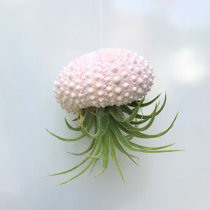 Hanging Sea Urchin Planter with Live Air Plant - Indoor Terrarium Decor - Image 1
