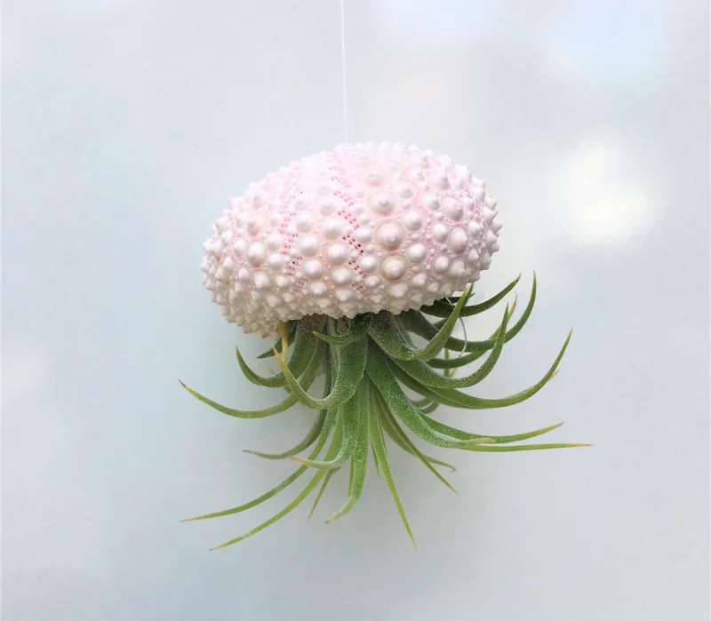 Hanging Sea Urchin Planter with Live Air Plant - Indoor Terrarium Decor - Image 1