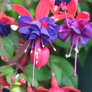Hardy Fuchsia Purple Flower Live Plant – 4 inch Tall – Outdoor Shrub - Image 2