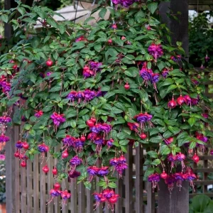 Hardy Fuchsia Purple Flower Live Plant – 4 inch Tall – Outdoor Shrub - Image 3
