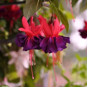 Hardy Fuchsia Purple Flower Live Plant – 4 inch Tall – Outdoor Shrub - Image 1
