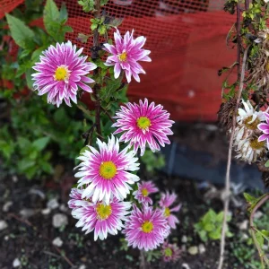 Hardy Garden Mum Live Plant – Chrysanthemum Saba – 1 Plant 4 inch Tall – Outdoor - Image 2