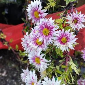 Hardy Garden Mum Live Plant – Chrysanthemum Saba – 1 Plant 4 inch Tall – Outdoor - Image 3