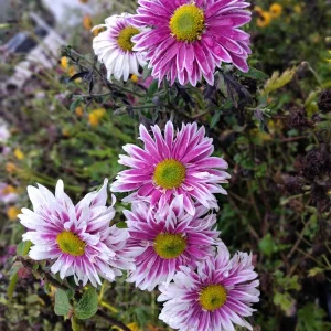 Hardy Garden Mum Live Plant – Chrysanthemum Saba – 1 Plant 4 inch Tall – Outdoor - Image 4
