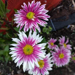 Hardy Garden Mum Live Plant – Chrysanthemum Saba – 1 Plant 4 inch Tall – Outdoor - Image 1