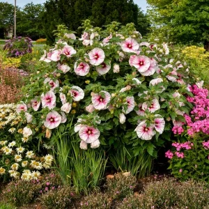 Hardy Hibiscus 'Angel Eyes' Live Plant - White with Red Eye - Starter Plant, 2.5 x 3.5 in Pot, Outdoor Perennial - Image 1