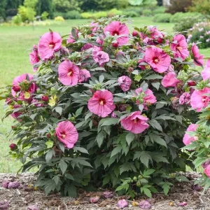 Hardy Hibiscus 'Berry Awesome' Live Plant – Lavender Pink – 2.5x3.5 inch Pot – Outdoor Perennial - Image 1