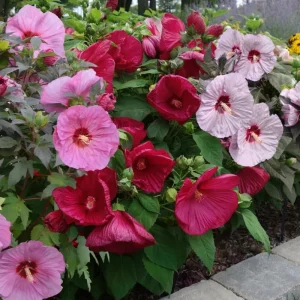 Hardy Hibiscus Luna Mix Live Plant - 2-5" Tall - Giant Flowers for Garden & Patio - Image 2