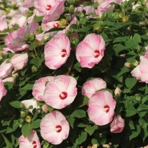 Hardy Hibiscus Luna Mix Live Plant - 2-5