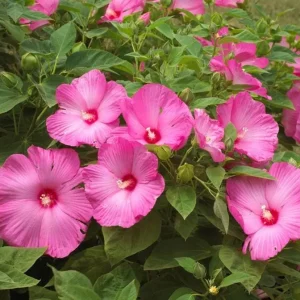 Hardy Hibiscus Luna Mix Live Plant - 2-5