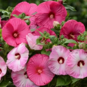 Hardy Hibiscus Luna Mix Live Plant - 2-5