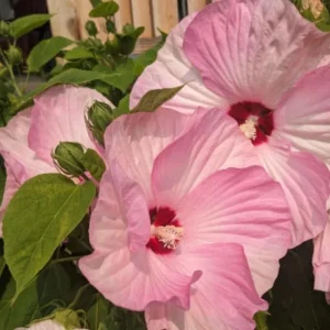 Hardy Hibiscus Luna Mix Live Plant - 2-5" Tall - Giant Flowers for Garden & Patio - Image 1