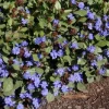 Hardy Plumbago Live Plant - Ceratostigma Plumbaginoides - Starter Plant 2.5x3.5in Pot - Outdoor Perennial - Image 1
