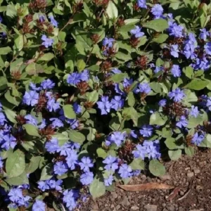 Hardy Plumbago Live Plant - Ceratostigma Plumbaginoides - Starter Plant 2.5x3.5in Pot - Outdoor Perennial - Image 1