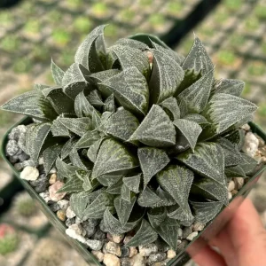 Haworthia Emelyae Fuzzy Succulent Live Plant – Easy Care Indoor Plant in 3" Pot - Image 2