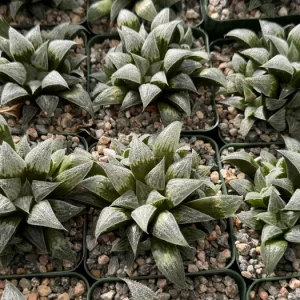 Haworthia Emelyae Fuzzy Succulent Live Plant – Easy Care Indoor Plant in 3