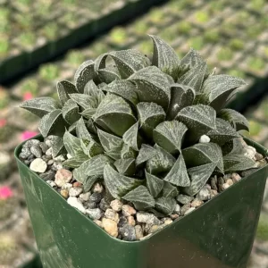 Haworthia Emelyae Fuzzy Succulent Live Plant – Easy Care Indoor Plant in 3" Pot - Image 1