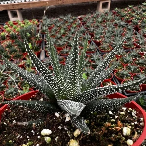 Haworthia Fasciata Cape Town Live Plant - Rare Zebra Succulent - 4 inch Pot - Indoor Low Light - Image 1