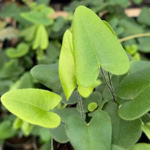 Heart Fern Live Plant – Hemionitis Arifolia – 4 inch Pot – Indoor Houseplant - Image 2
