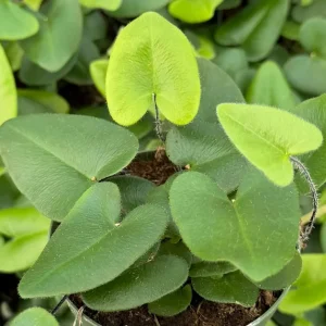 Heart Fern Live Plant – Hemionitis Arifolia – 4 inch Pot – Indoor Houseplant - Image 3