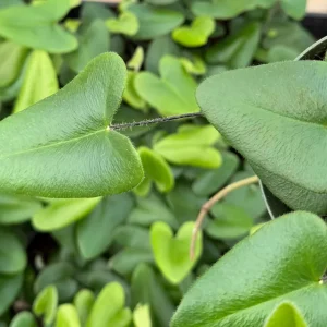 Heart Fern Live Plant – Hemionitis Arifolia – 4 inch Pot – Indoor Houseplant - Image 4