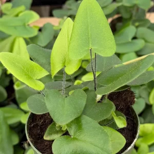 Heart Fern Live Plant – Hemionitis Arifolia – 4 inch Pot – Indoor Houseplant - Image 1
