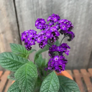 Heliotrope Fragrant Delight Live Plants, 5-9" Tall, Pack of 2, Vanilla Scented, Deep Purple Blooms - Image 2