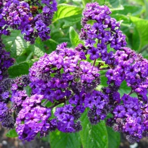 Heliotrope Fragrant Delight Live Plants, 5-9