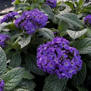 Heliotrope Fragrant Delight Live Plants, 5-9