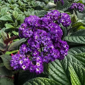 Heliotrope Fragrant Delight Live Plants, 5-9