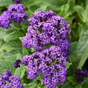 Heliotrope Fragrant Delight Live Plants, 5-9