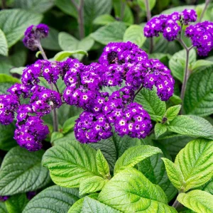 Heliotrope Fragrant Delight Live Plants, 5-9" Tall, Pack of 2, Vanilla Scented, Deep Purple Blooms - Image 1
