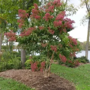 Heptacodium Temple of Bloom Live Plant - 5-7 Inch Starter Shrub, Outdoor - Image 1