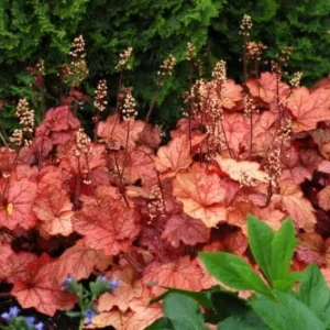 Heuchera 'Georgia Peach' Live Plant - Coral Bells, Peach Foliage, 2.5x3.5 inch Pot - Image 1