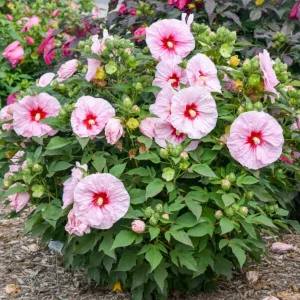 Hibiscus 'All Eyes On Me' Live Plant - Hardy Perennial, Blushing Pink Flowers, 2.5x3.5in Pot - Image 1
