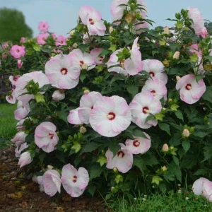 Hibiscus 'Ballet Slippers' Live Plant - Winter Hardy Perennial - White Pink Flowers - 2.5 inch Pot - Image 1