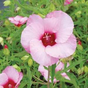 Hibiscus Lady Baltimore Live Plant - 3 Pack, 4-6" Tall Hardy Rose Mallow - Image 2