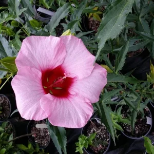 Hibiscus Lady Baltimore Live Plant - 3 Pack, 4-6