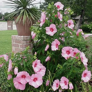 Hibiscus Lady Baltimore Live Plant - 3 Pack, 4-6