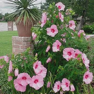 Hibiscus Lady Baltimore Live Plant - 3 Pack, 4-6