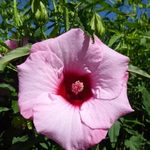 Hibiscus Lady Baltimore Live Plant - 3 Pack, 4-6