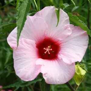 Hibiscus Lady Baltimore Live Plant - 3 Pack, 4-6
